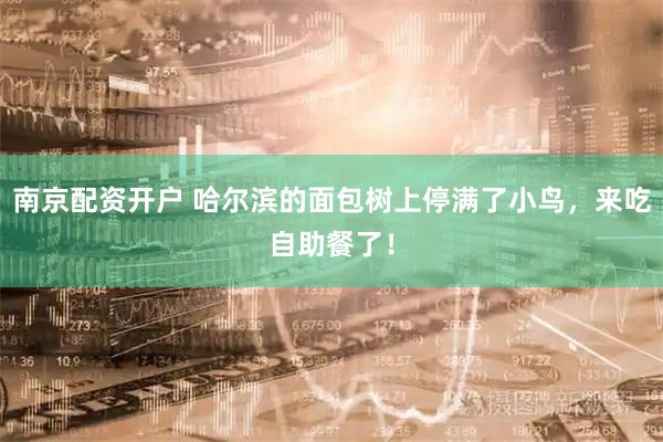 南京配资开户 哈尔滨的面包树上停满了小鸟，来吃自助餐了！